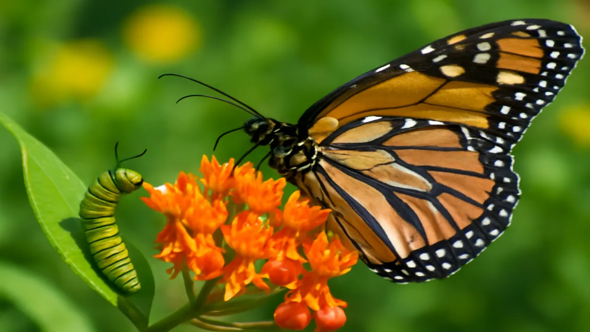 Flowers for butterflies