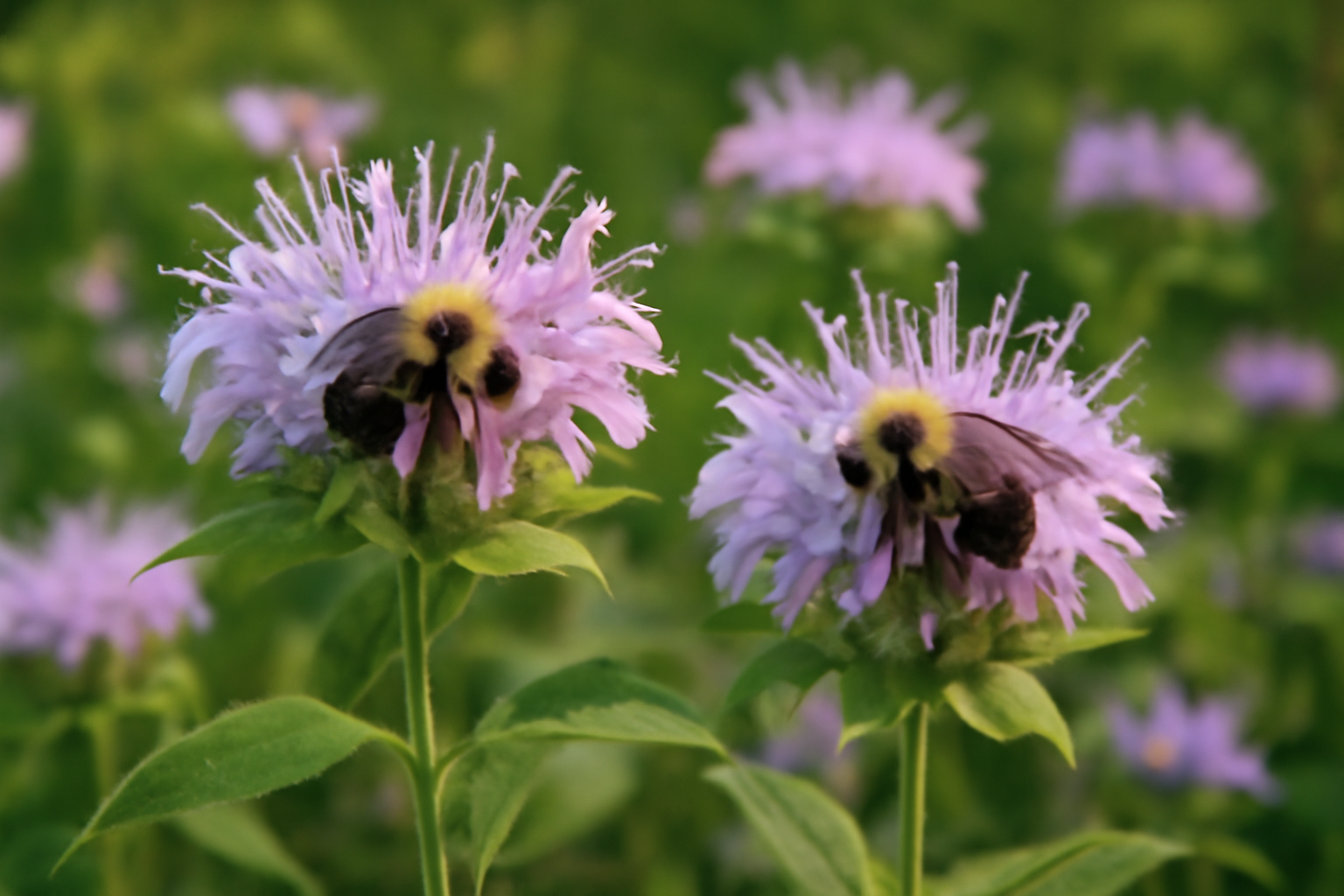 Wild bergamot Monarda fistulosa with native bees, a known carpenter bee forage plant