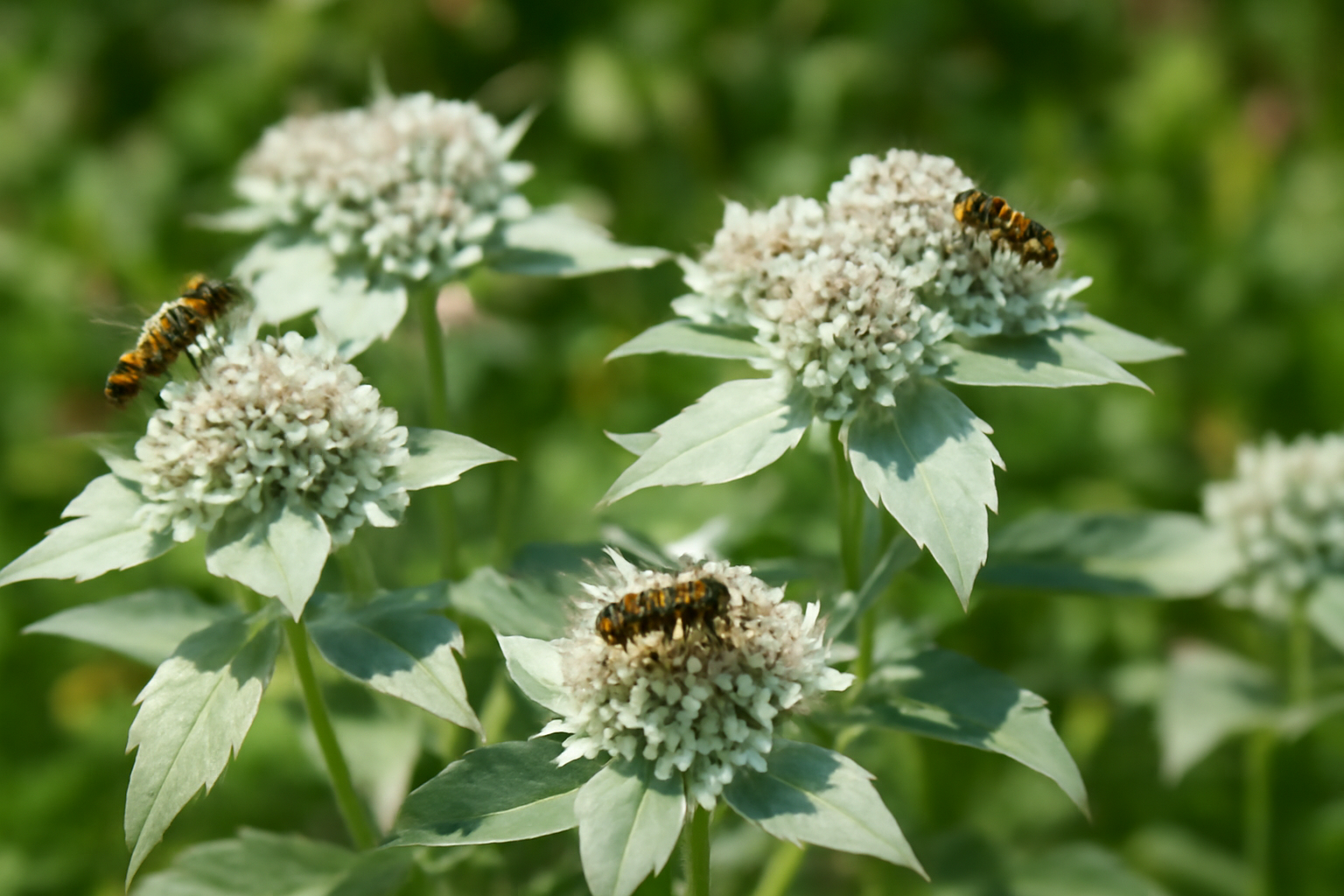 Short-toothed mountain mint Pycnanthemum muticum covered with native pollinators including carpenter bees