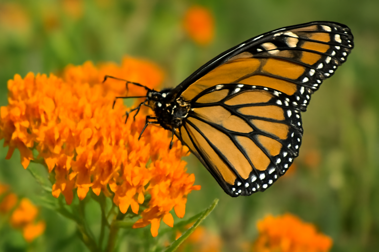 A monarch butterfly perched on the bright orange flowers of butterfly weed Asclepias tuberosa in midsummer sun