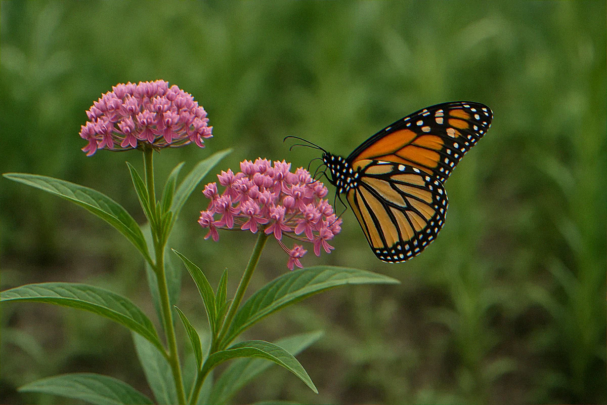Swamp milkweed (Asclepias incarnata) in the moist zone, loaded with monarch eggs. This patch is 18 square feet in a rain garden corner. It hosted 14 caterpillars in one week last August.