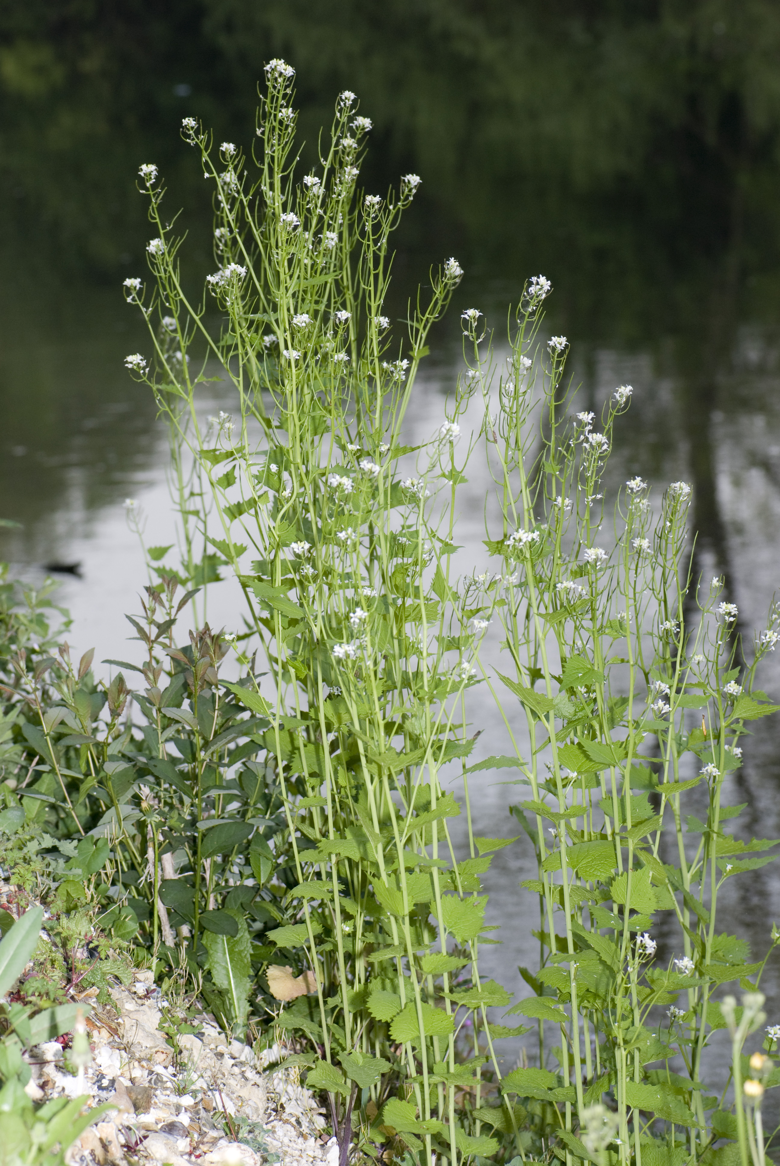 Garlic mustard Alliaria petiolata flowering with white four-petal flowers aggressive invasive that displaces native woodland wildflowers and must be pulled
