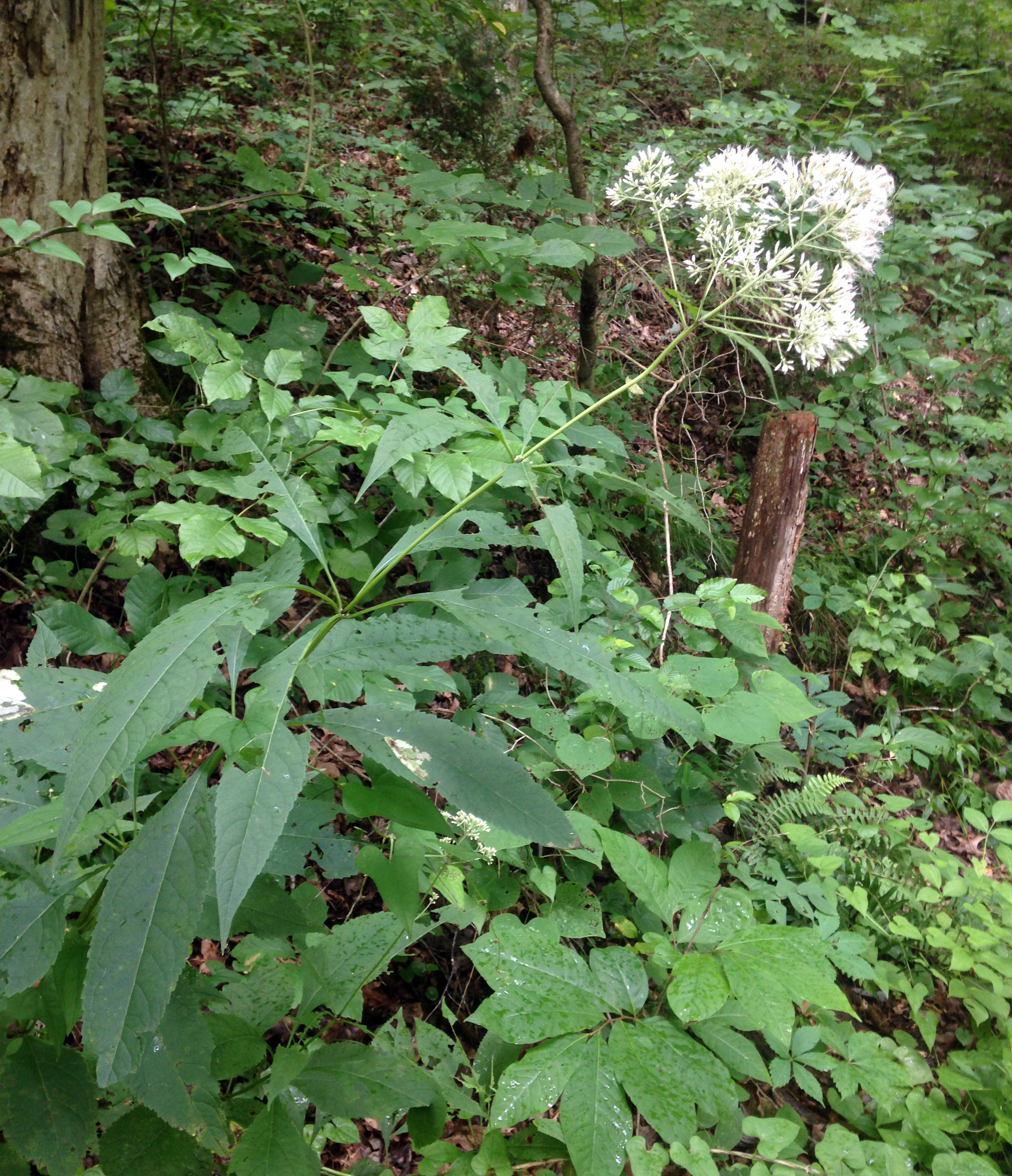 Joe-Pye weed Eutrochium purpureum flowering with mauve clustered flower heads above whorled leaves often confused for invasive when young