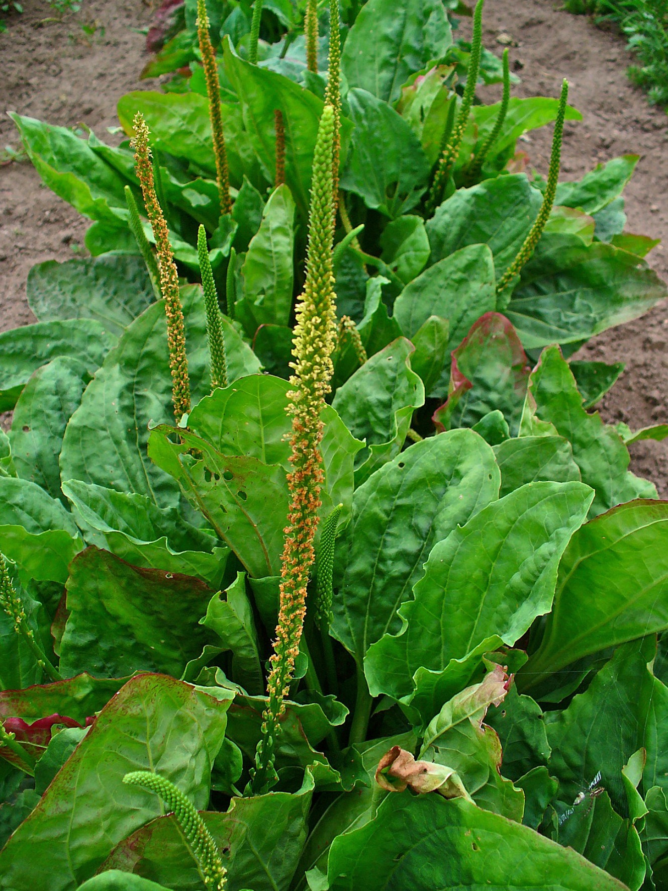 Broadleaf plantain Plantago major rosette of oval leaves with parallel veins very common lawn and garden weed often confused with young natives