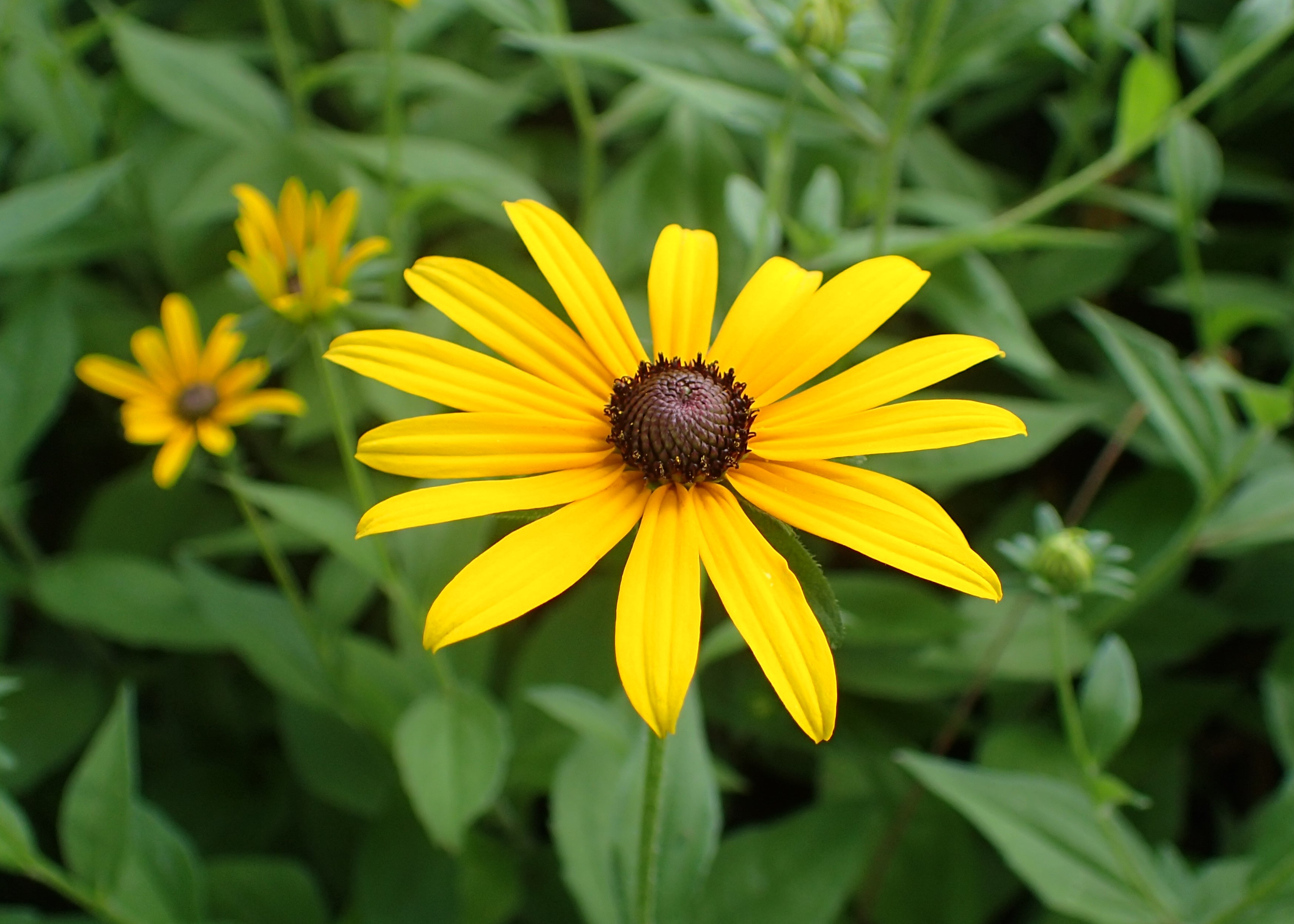 Black-eyed Susan Rudbeckia hirta in bloom golden yellow ray flowers dark chocolate centers common native wildflower easy to recognize