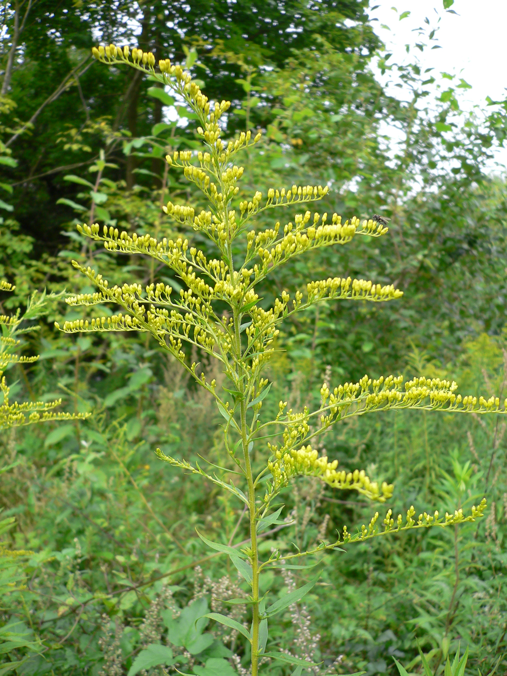 Canada goldenrod Solidago canadensis flowering with bright yellow plume native pollinator plant late summer