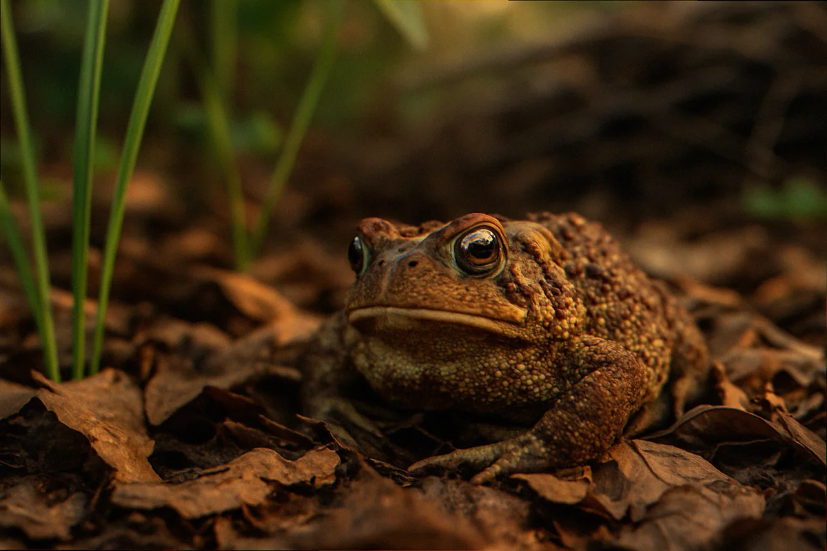 American toad nestled in damp leaf litter at the shaded edge of a native plant garden bed with a brush pile in the soft-focus background