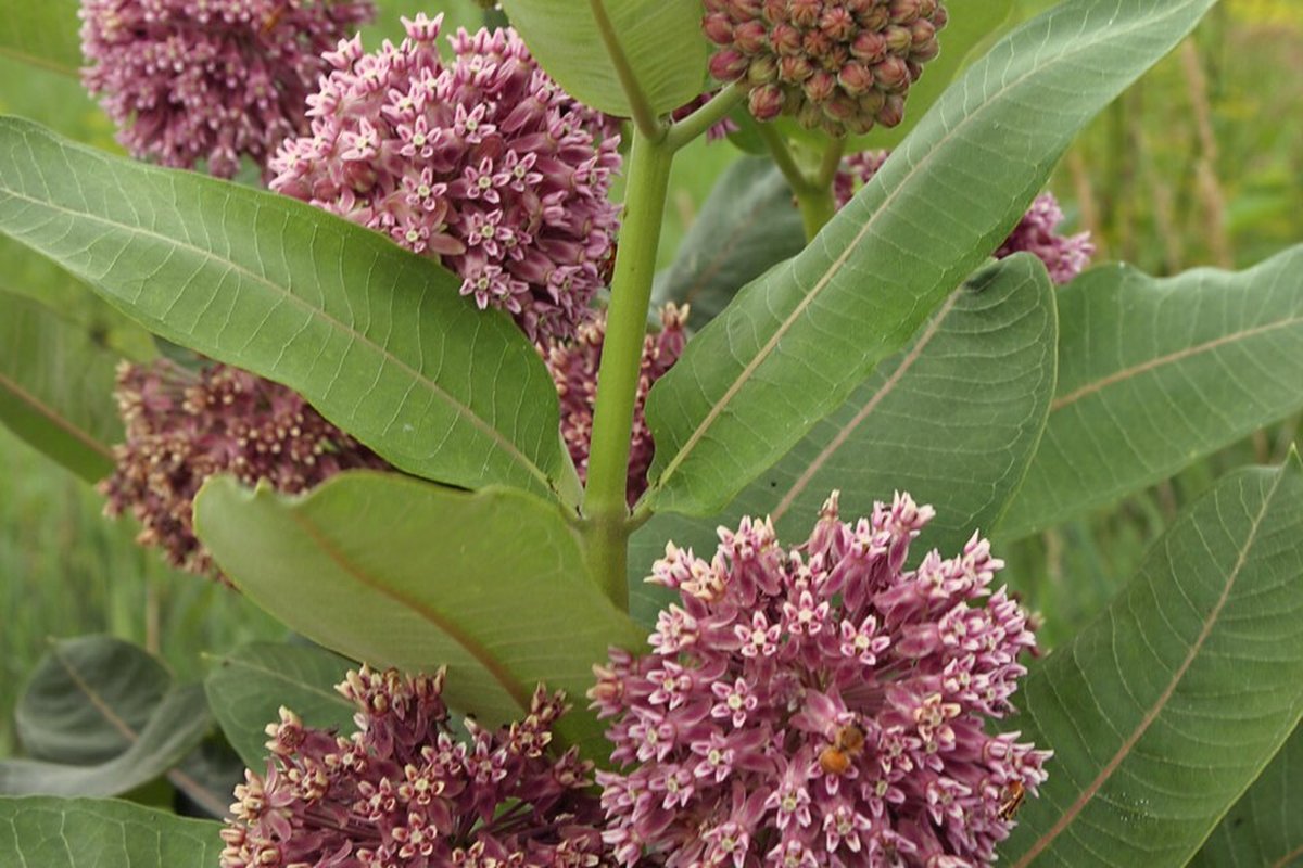 Common milkweed Asclepias syriaca pink umbel flower cluster blooming in native pollinator garden
