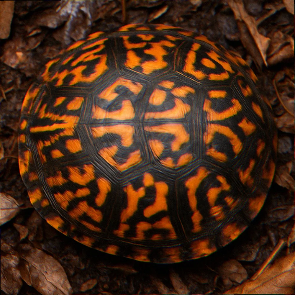 Close up of Eastern box turtle shell pattern orange and black markings