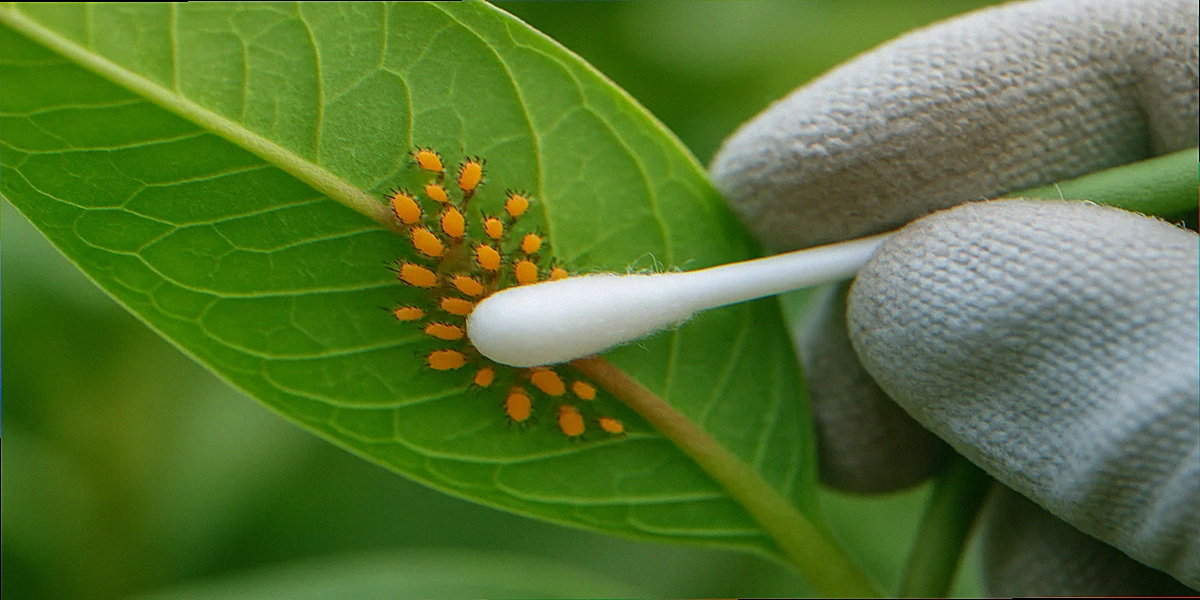 Gloved hand pressing a white cotton swab against a small cluster of orange oleander aphids on a milkweed leaf