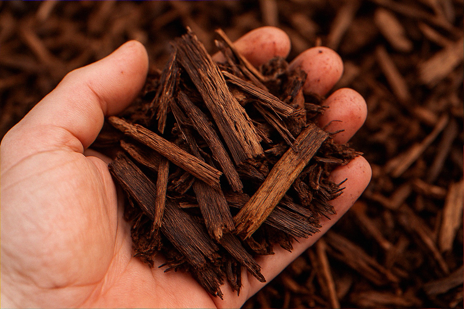 Close up of premium double shredded hardwood mulch in open hand showing coffee brown color and frayed shreds