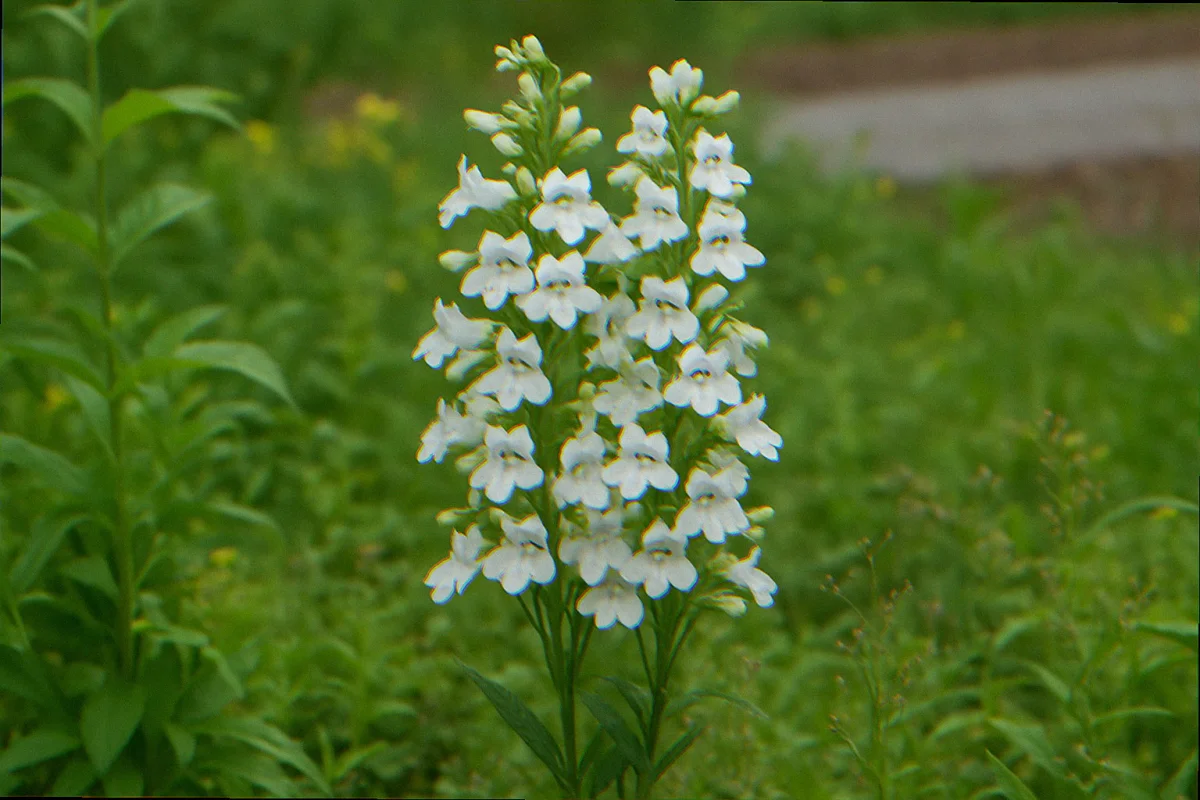 Clump of white-blooming foxglove beardtongue (Penstemon digitalis) in a native plant border on an overcast morning