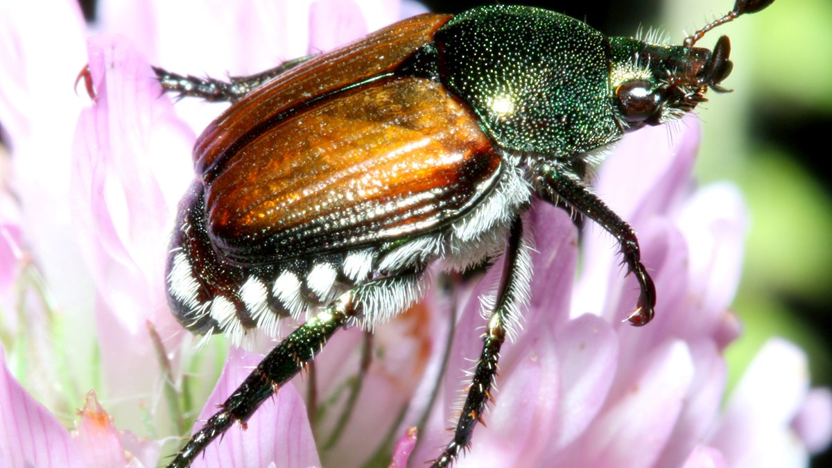 Adult Japanese beetle Popillia japonica metallic green and copper resting on a green leaf in suburban garden