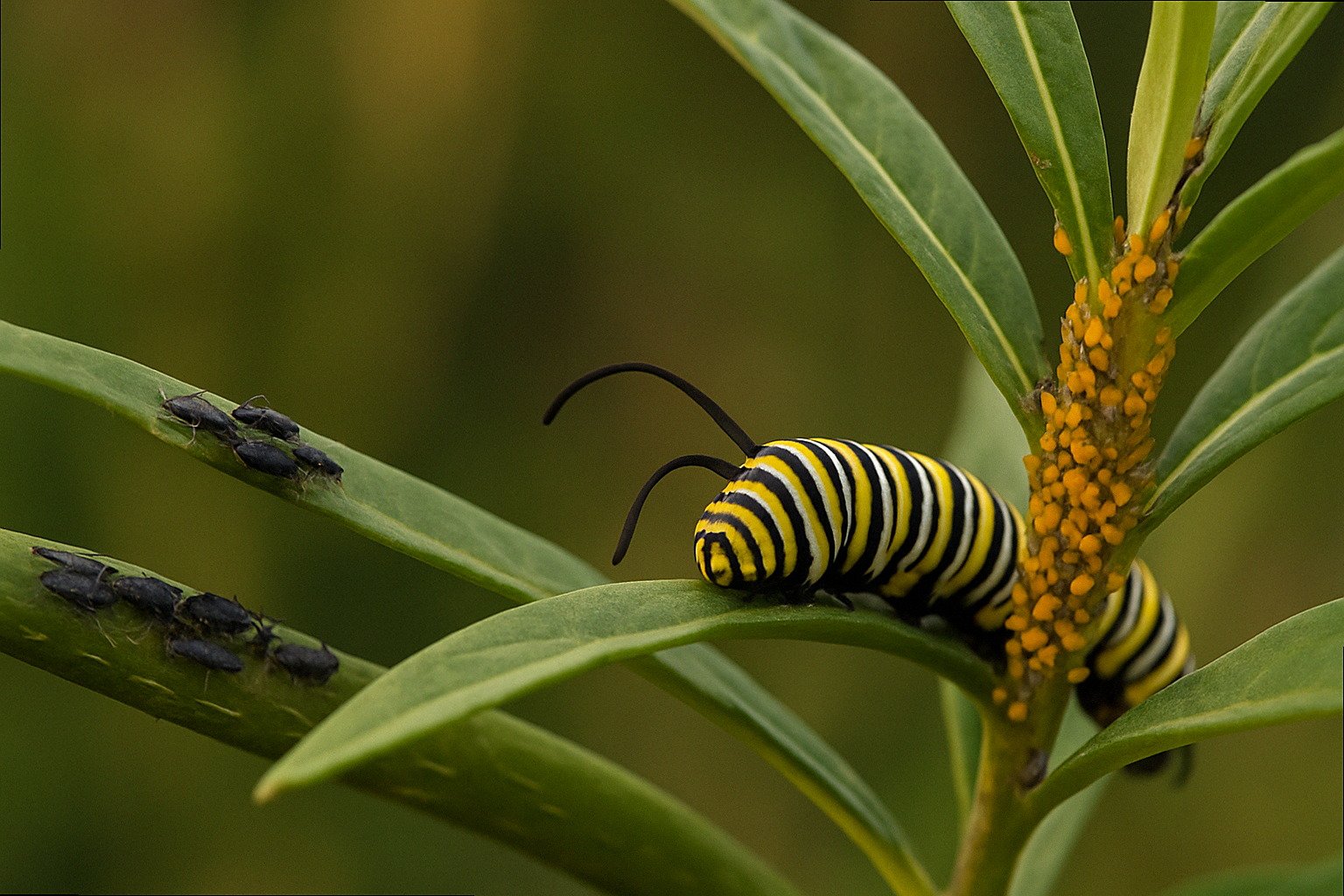 Macro view of a dense cluster of orange oleander aphids covering a green swamp milkweed stem in morning sunlight
