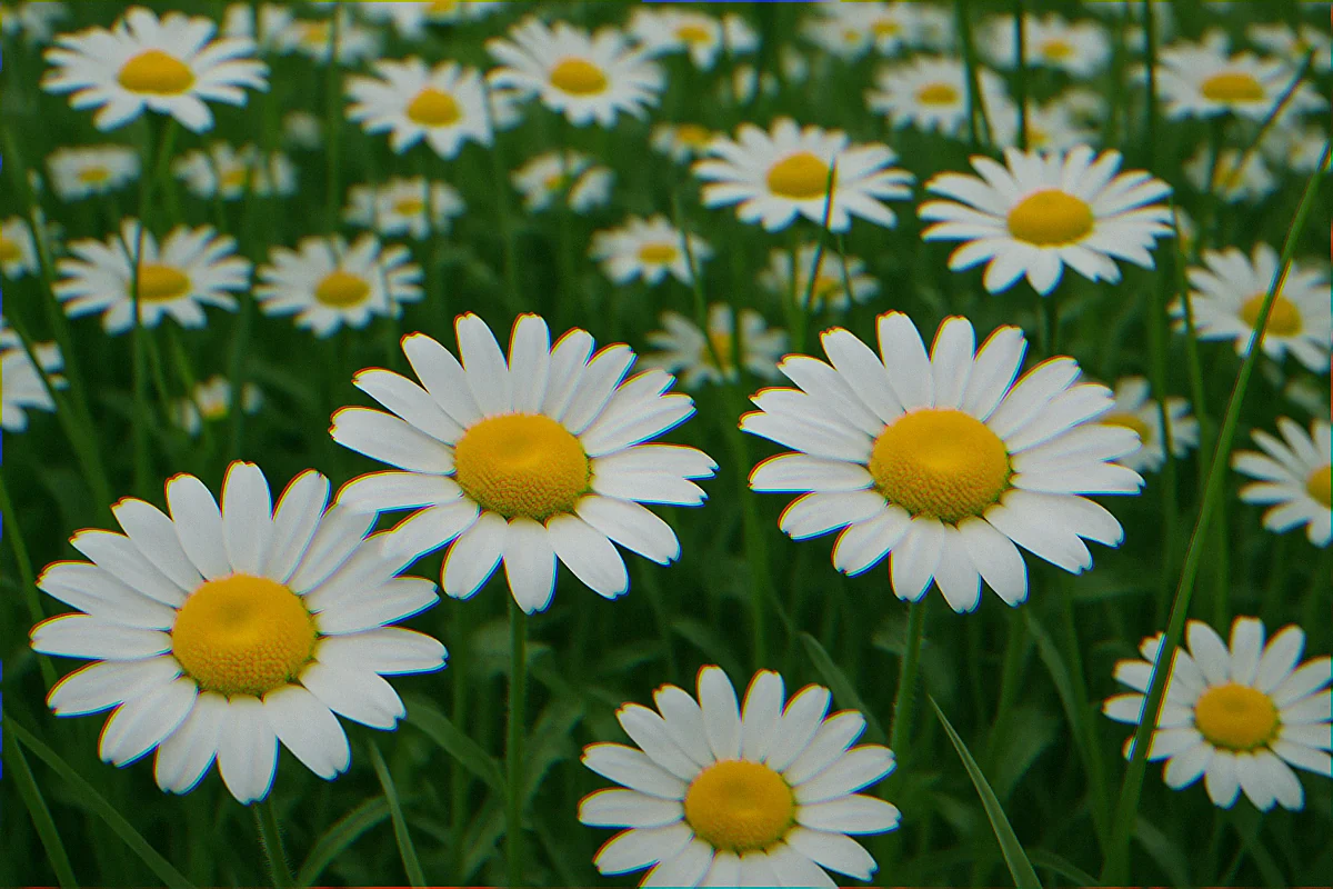 Dense patch of invasive oxeye daisy crowding out grass in a former meadow