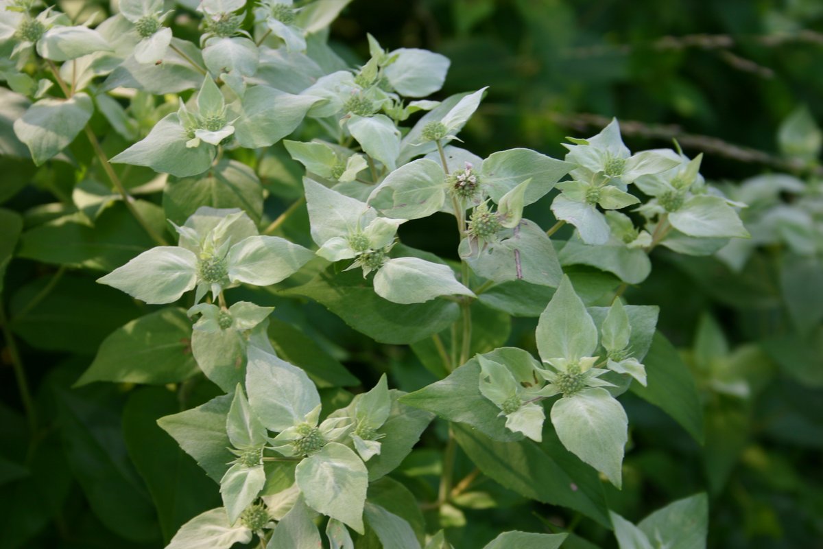 Pycnanthemum muticum mountain mint flowering with native bees and hoverflies feeding on white blooms