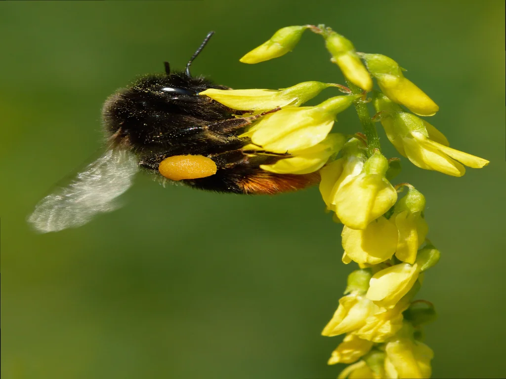 Bumblebee feeding at a yellow sweet clover flower beside a pollinator strip