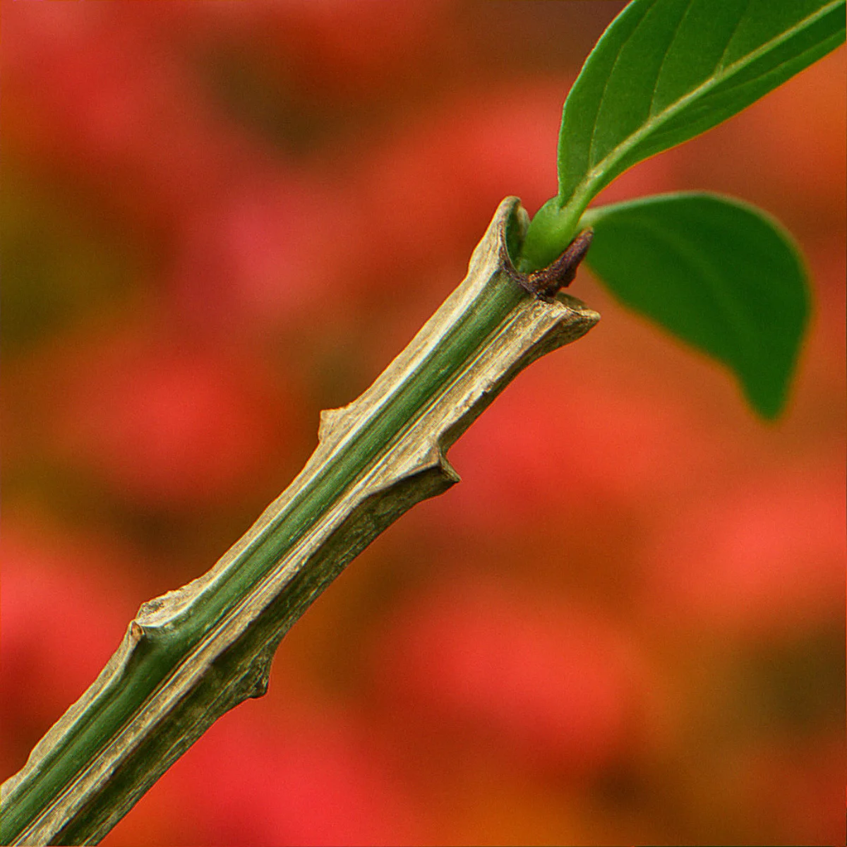 Extreme close-up of a burning bush (Euonymus alatus) green branch showing the distinctive corky wing ridges running lengthwise along the stem