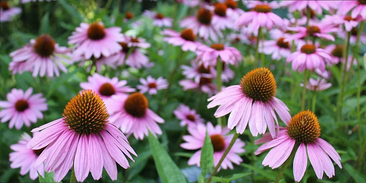 Purple coneflower and butterfly weed bloom in a recovered prairie planting