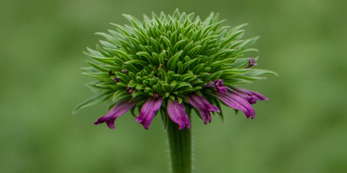 Diseased purple coneflower showing green leafy phyllody tufts instead of magenta petals in a suburban native garden bed