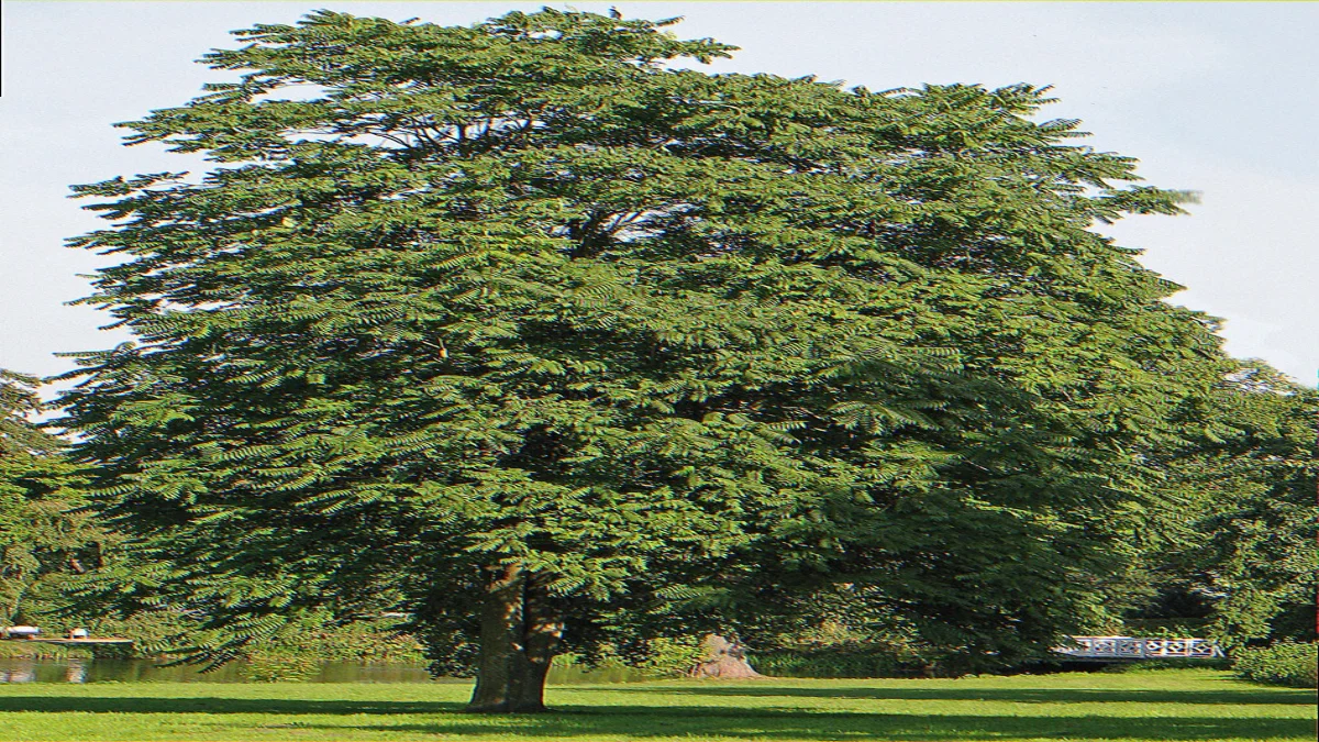 Mature tree of heaven Ailanthus altissima reaching above suburban canopy in summer