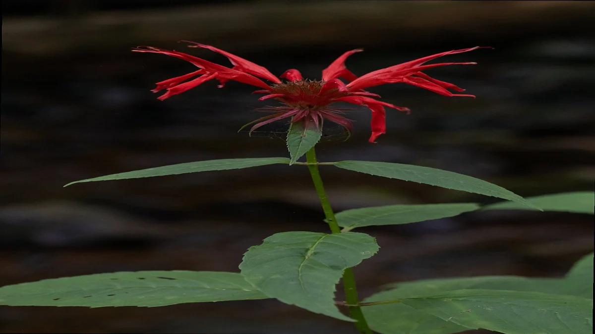 Scarlet bee balm Monarda didyma blooming in a sunlit suburban pollinator garden