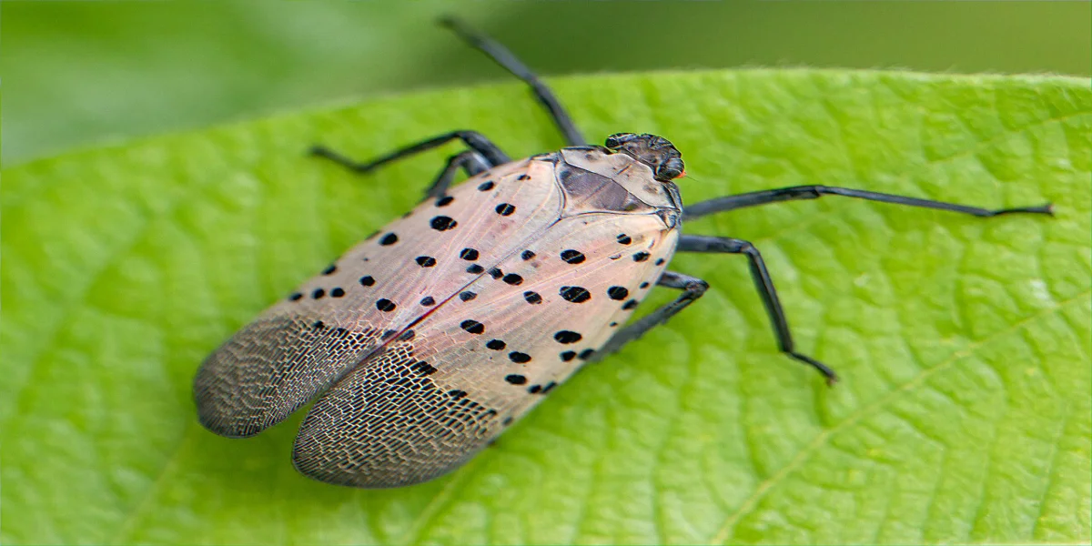 Adult spotted lanternfly perched on bark showing distinctive wing pattern, Pennsylvania