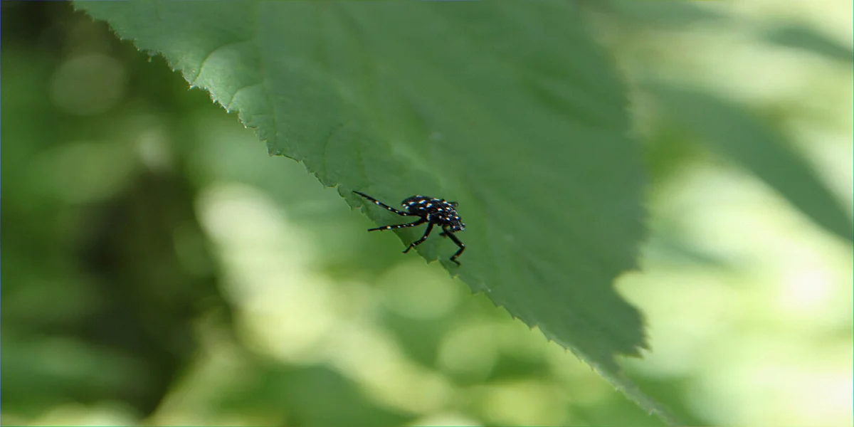 Fourth-instar spotted lanternfly nymph showing bright red coloration with black stripes and white spots