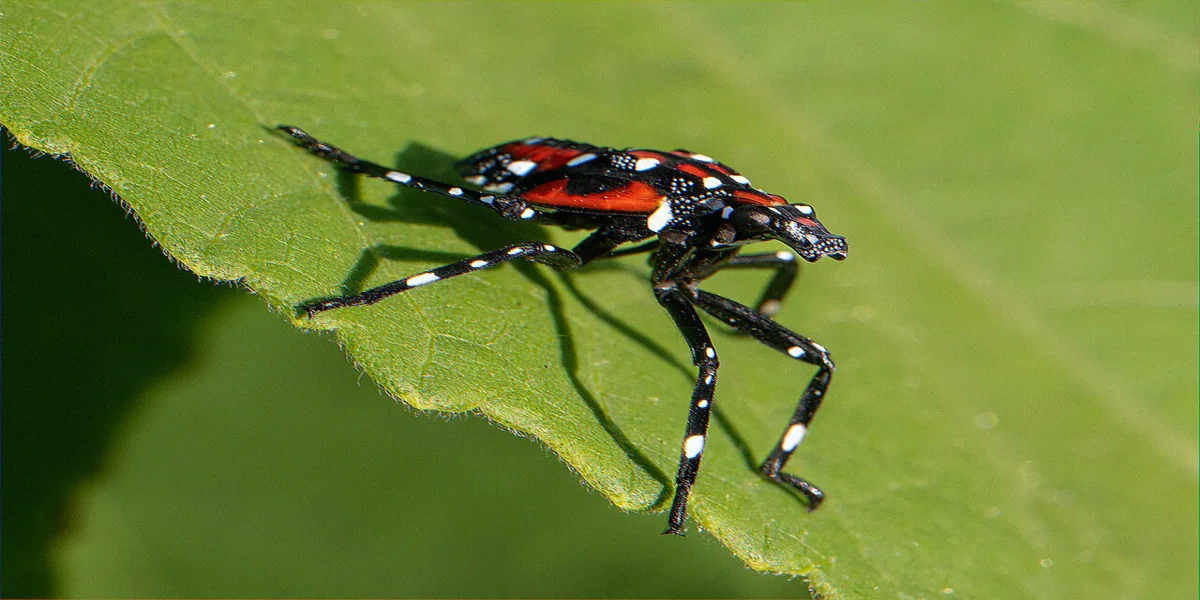 Early-instar spotted lanternfly nymph black with white spots resting on a host plant stem