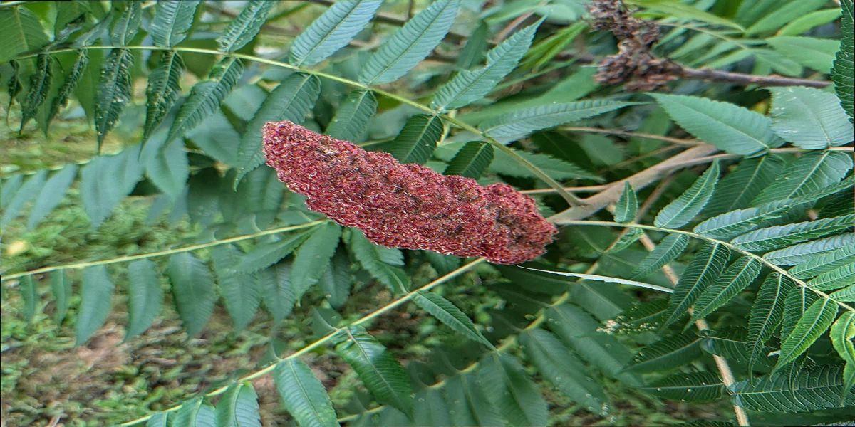 Staghorn sumac Rhus typhina leaves with toothed leaflet margins distinguishing it from invasive tree of heaven