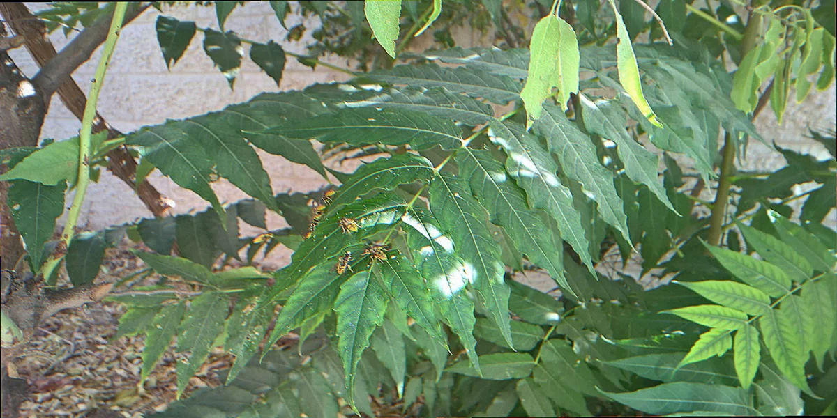 Close-up of tree of heaven compound leaves showing smooth-edged leaflets and glandular teeth at the base