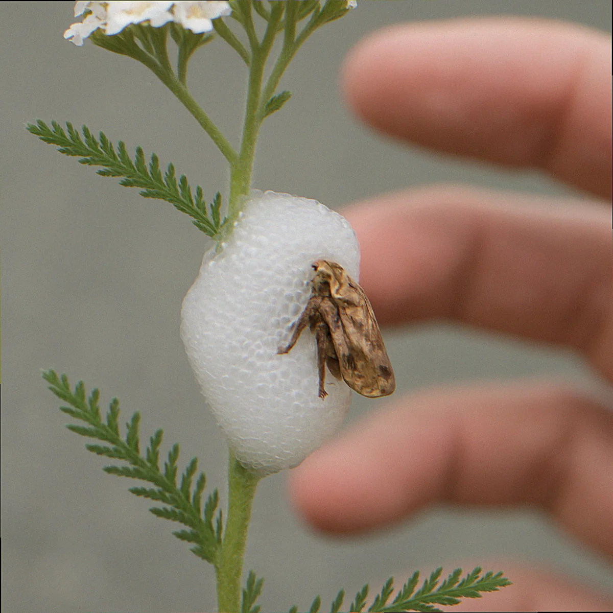 Extreme close-up of spittlebug foam clinging to yarrow stem with gardener hand in soft background