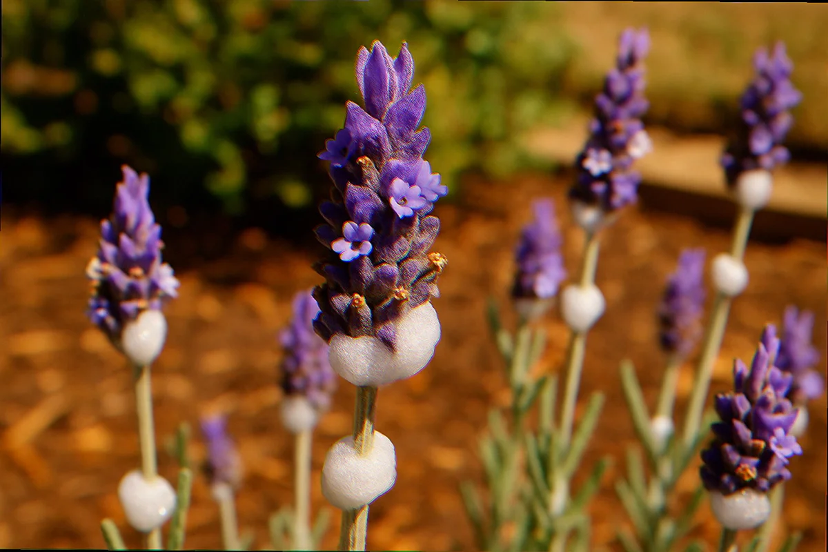 Mature English lavender clump with several small spittlebug foam masses on gray-green stems