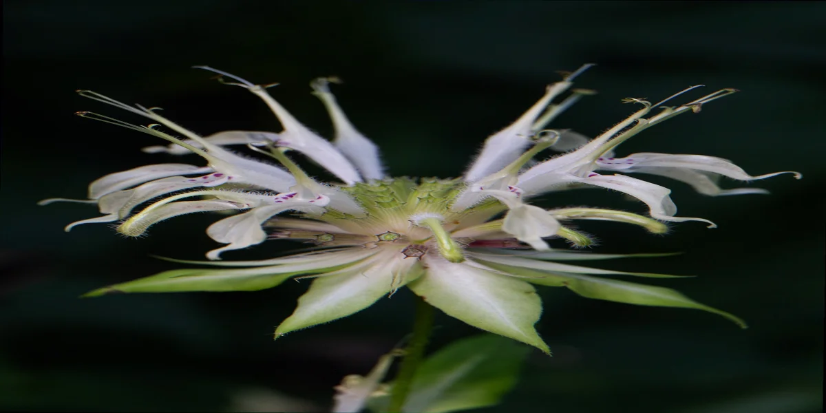 Native Monarda clinopodia inflorescence flowering in a partly shaded woodland edge
