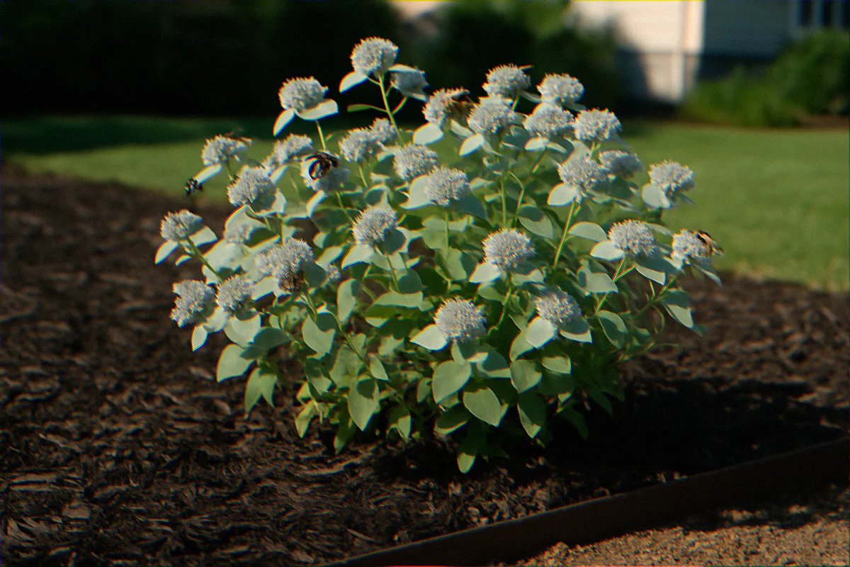 Flowering mountain mint Pycnanthemum muticum clump with multiple native bees and hover fly visible in suburban front yard pollinator bed