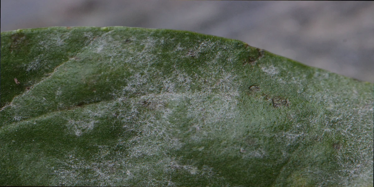 Close up of a leaf showing the white powdery coating of fungal mildew growth