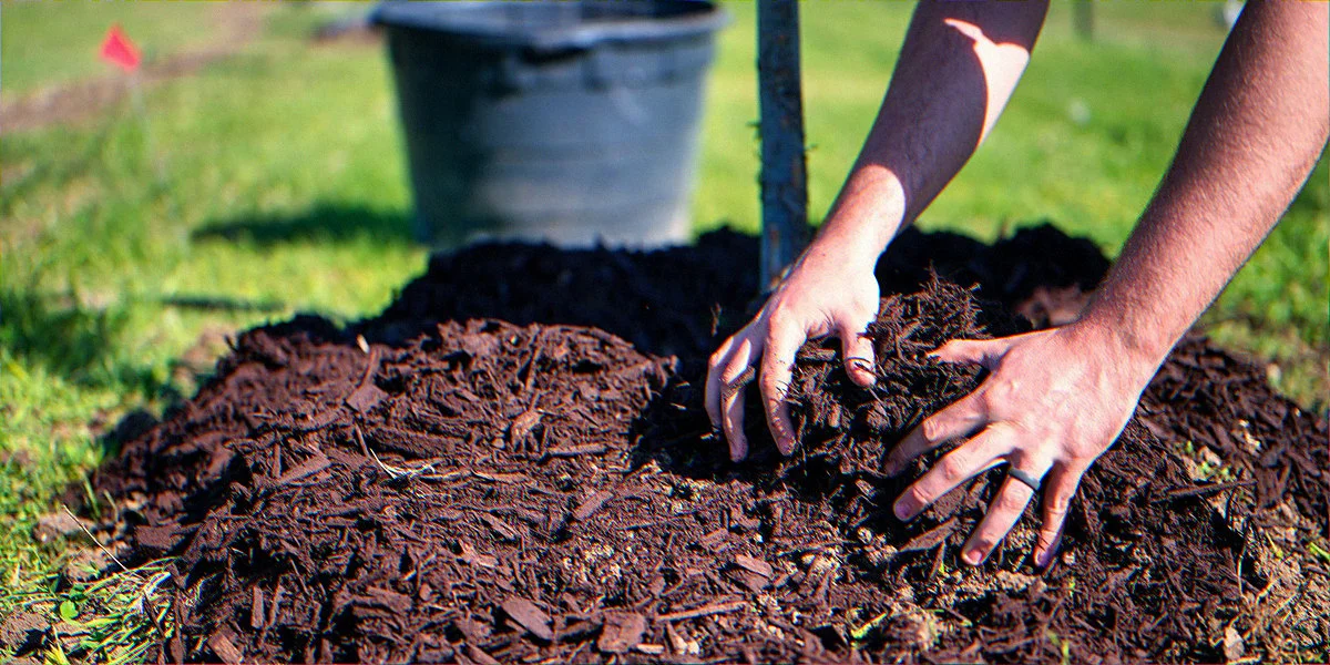 Gloved hands holding loose granular dark garden soil and wood chip mulch