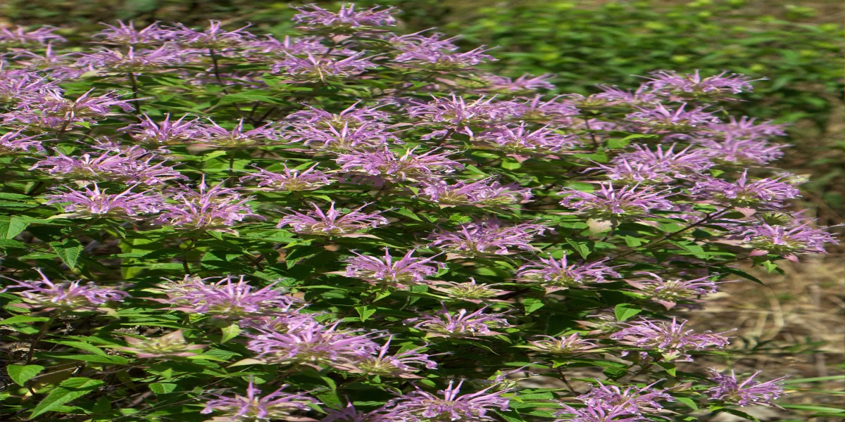 Lavender wild bergamot Monarda fistulosa flowering in an open Arkansas prairie patch